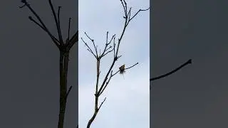 BEE EATER- #Meropidae