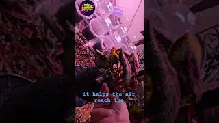 Begonia Rex Watering and Foliage Adjustment