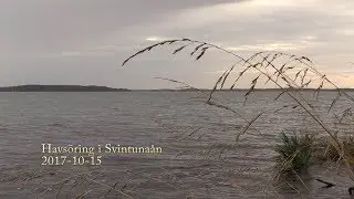 Havs&ouml;ring  i Svintuna&aring;n 2017 10 15