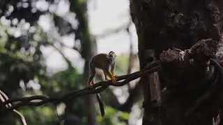 Amazon Ecosystem: A Symphony of Nature
