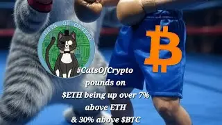 #CatsOfCrypto beats the entire market by 50% in the last 30 days as well as #bitcoin & #ethereum