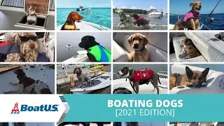 Dogs on Boats 2021 &mdash; #BoatUS Members Boating With Their Pets | BoatUS