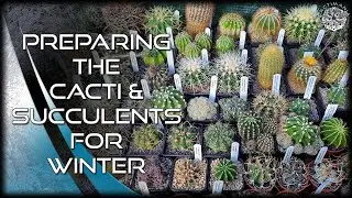 Overwintering the Cacti & Succulents | #Cactus & #Succulent Collection