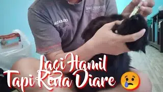 Jurnal Kucing #3 : Saat Kucing Hamil Kena Diare / Mencret