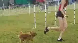 RUBY CAVALIER KING CHARLES SPANIEL IN AGILITY !