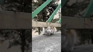 Meet the Adorable Stray Cat Living on Our Street - Heartwarming Rescue Story!