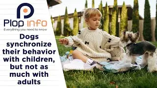 Dogs Synchronize Behavior With Children More Than Adults | Everything You Need To Know | Plop Info