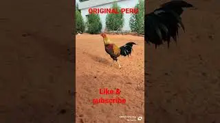 ORIGINAL PERU BREEDER CHICKS AVAILABLE
