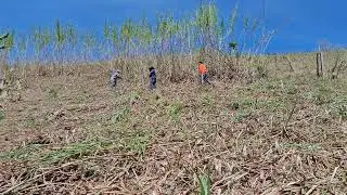 O QUE FAZER  QUANDO  N&Atilde;O CORTAMOS A  CAPINEIRA NA &Eacute;POCA  CERTA?