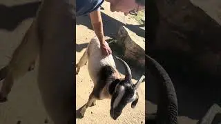 petting goat