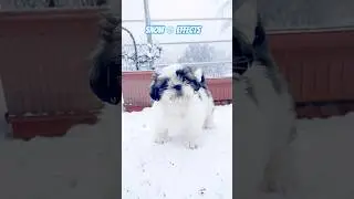 Snow effect #islive #doglover #snoweffects #virals #snow #shitzu Instagram #ytshorts #song #love