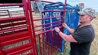 Weighing a few cattle today