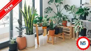 Top Indoor Plants | Indoor Garden Design Ideas | NS Decor