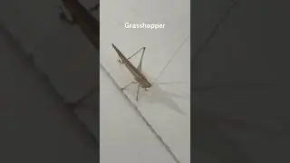 Grasshopper