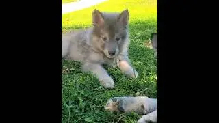 LIGHT BLUE WOLF DOG PUPPY