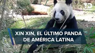 Xin Xin, el panda del Zoológico de Chapultepec, será el último del continente americano