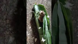 Funny squirrel play