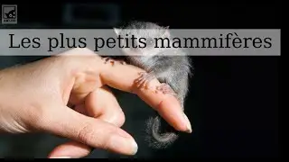 Les 7 plus petits mammif&egrave;res du monde