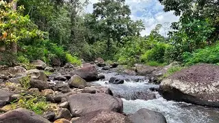 Goodbye Insomnia Immediately with Tranquil Stream & Melodies Water Over Rocks in Quiet Forest
