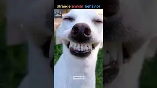 Strange animals expression #facts #shorts
