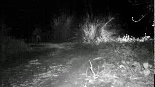 Jim's Jungle Retreat | Camera Trap Video of a Tiger | Part 1