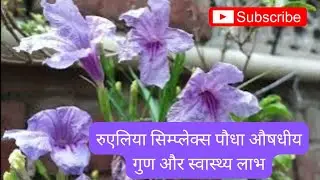 Ruellia simplex plant Medicinal properties and health benefits .