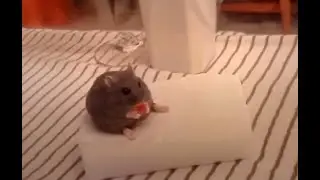 No More Memes #1