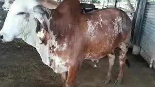 Toro gyr puro lechero de Rancho el &aacute;mate