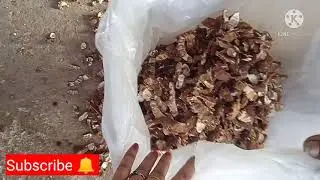 How to do tamarind packing ||Tamarind packing for market in easy method