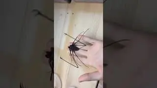 Largest harry potter spider  #insecthaus #shorts