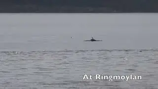 Dolphins 22 Jan 2026
