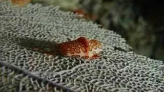 Flamingo Tongue