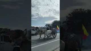 Bullock race in Kavalande | Nanjangudu | Mysore | #bullockrace #travel #mysore #kannada #nanjanagud