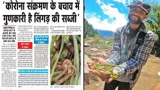 Found Rare Himalayan Vegetable That Can Fight COVID | Coronavirus Cure?
