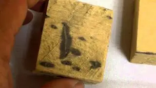 What Does Ambrosia Beetle Damage Look Like