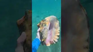 can&rsquo;t believe how huge the starfish and conch shell were! #floridabeaches #florida #diving #snorkel