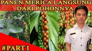 SIAPA SAJA PASTI BISA 