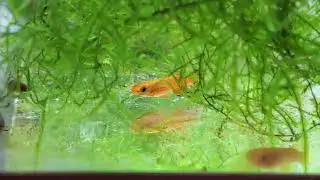 *Rare* Orange Australe Killifish Breeding Overview!