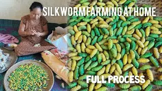 Silkworm farming at home/Full process
