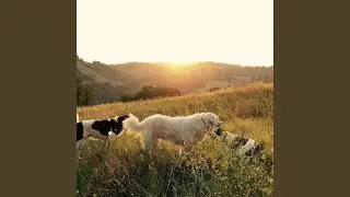 Background for Puppy Playing Outside