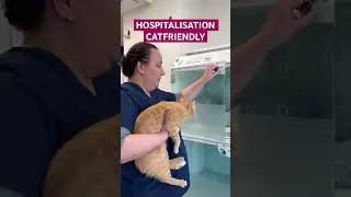 &Ecirc;tre &laquo;&nbsp;Catfriendly Gold&nbsp;&raquo; c&rsquo;est proposer une hospitalisation de qualit&eacute; &agrave; vos f&eacute;lins 🐱💕#vet