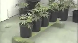 Grow Dutch! part 2 growing cannabis tutorial