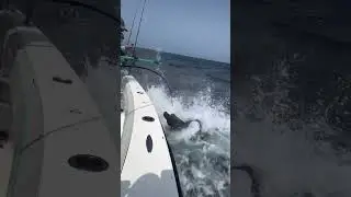 🐳🐋🍽️