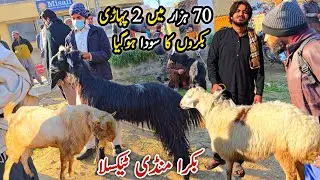 Naseeb Ka Soda 70K Pahari Bakry Taxila Bakra Mandi Update December 2025