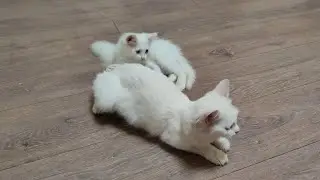 Мама-кошка, не уходи. Котенок Микки и его семя.