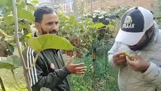 #First successful Kiwi 🥝🥝🥝 Grower from ZAINPORA SHOPAIN 2 saal ke baad hi itni  badiya fasal