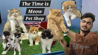 The Time is Meow pet shop in Hyderabad | bicolour & calico kittens available in Hyderabad dabeerpura