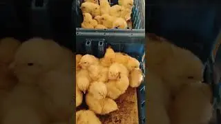 Broiler chick's delivery      #chicks #broiler #chicken #farm