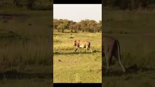 The Lion Walking in the Forest#lions