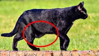 WARNING! Primordial Pouch - Why Your Cat Has a Fat Pouch 🚩